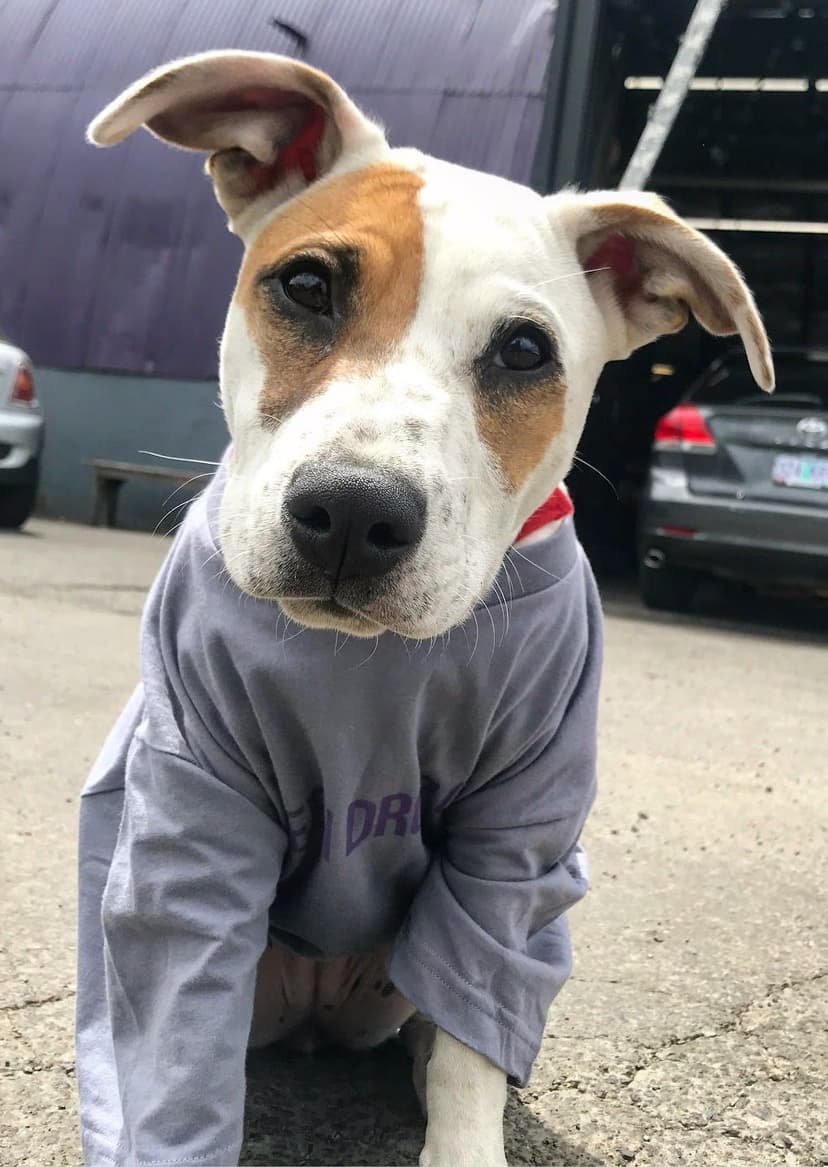 Shop dog in a GreenDrop Garage shirt